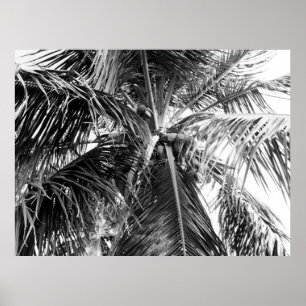 Puerto Rico Palm   Poster