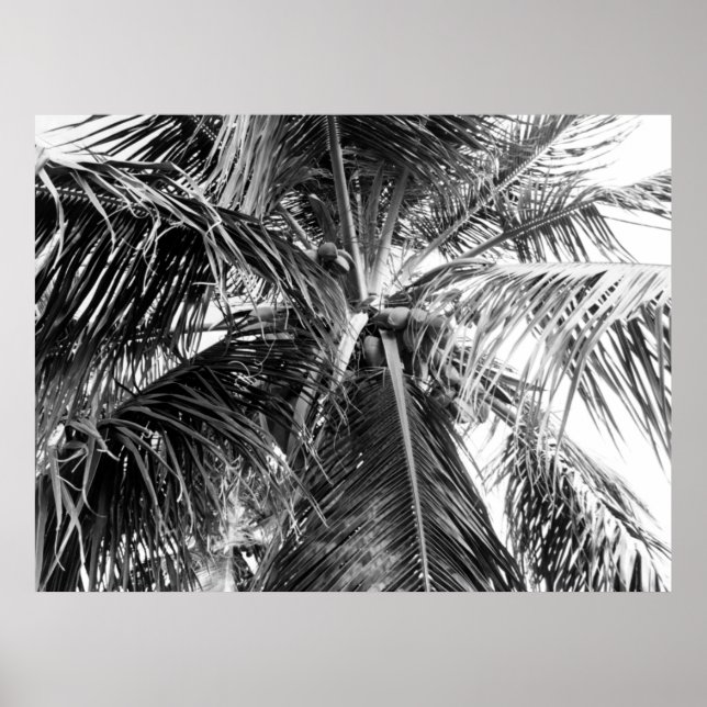 Puerto Rico Palm | Poster (Vorne)