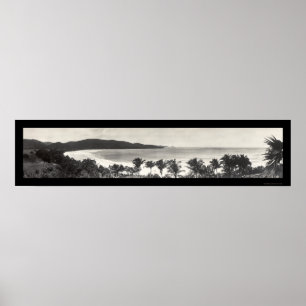 Puerto- Ricoflamingo-Foto 1914 Poster