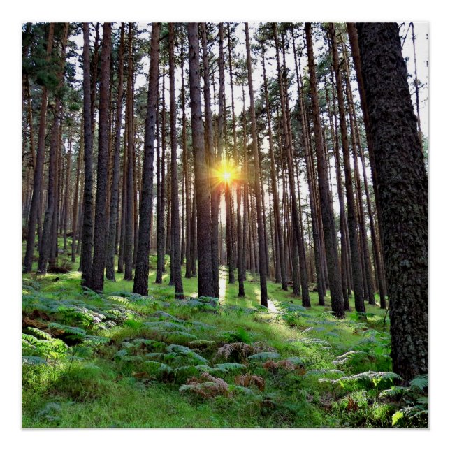Puesta de Sol en el bosque Poster (Vorderseite)