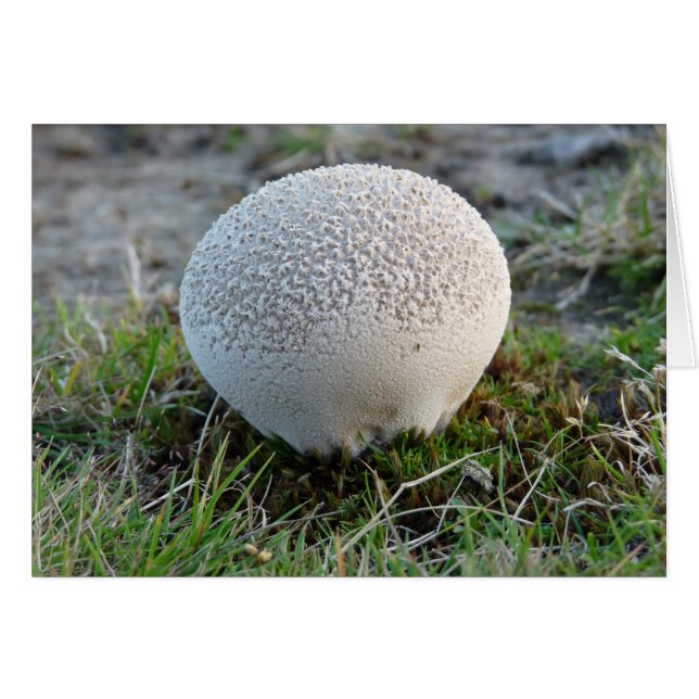 Puffball (Vorderseite (Horizontal))