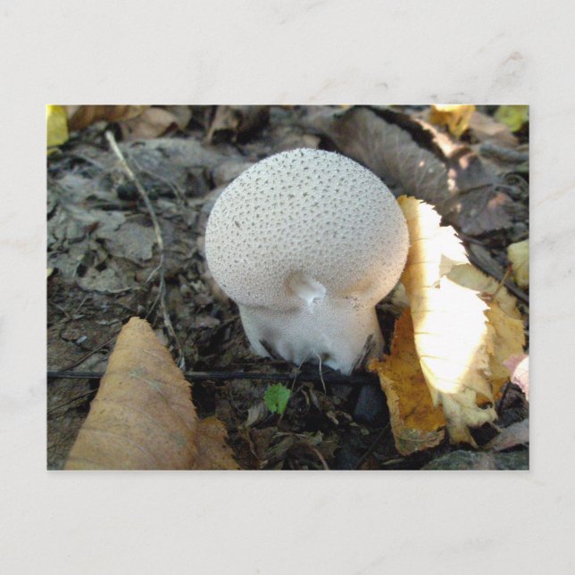 Puffball Mushroom Postkarte (Vorderseite)