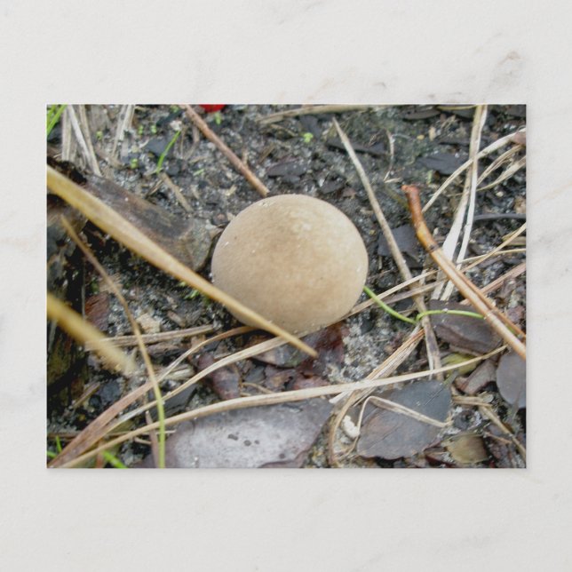 Puffball OBX Postkarte (Vorderseite)