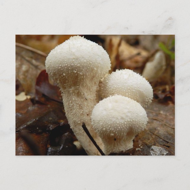 Puffball-Postkarte Postkarte (Vorderseite)