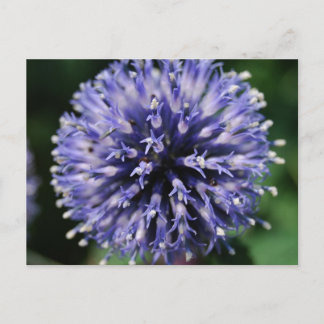 Puffe Lila Blume! Postkarte