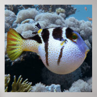 Puffer Fish