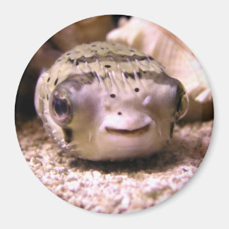 Puffer Magnet