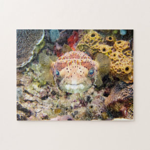 Puffer Puzzle
