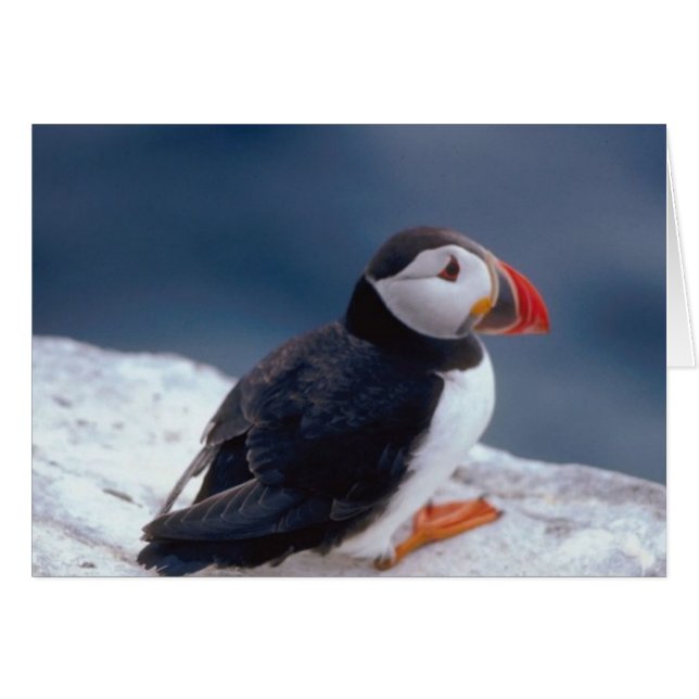 Puffin (Vorderseite (Horizontal))