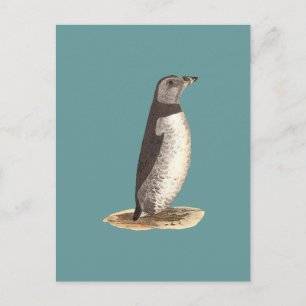 Puffin (Arktis Puffin) Postkarte