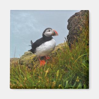 Puffin auf einem Cliff-Kühlschrankmagnet Magnet