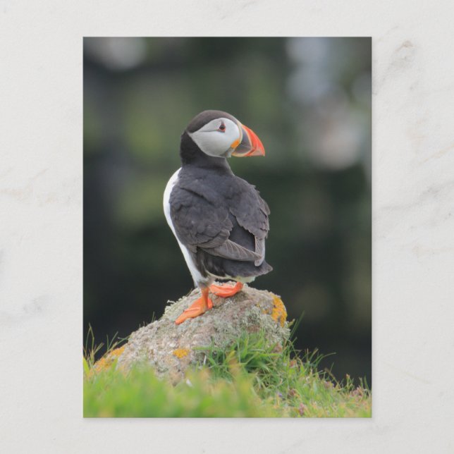 Puffin auf einem Felsen Postkarte (Vorderseite)