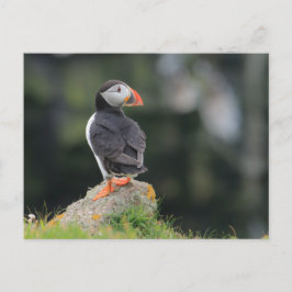 Puffin auf einem Felsen Postkarte