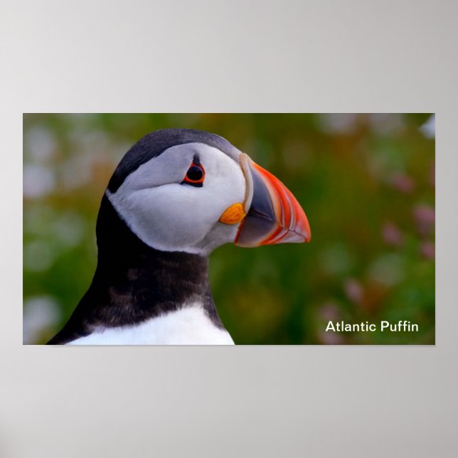 Puffin-Bild für Poster (Vorne)