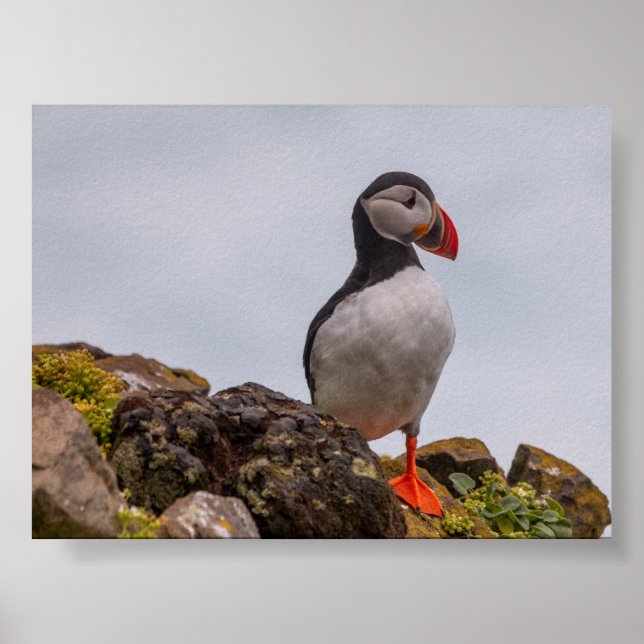 Puffin bird in Iceland Poster (Vorne)