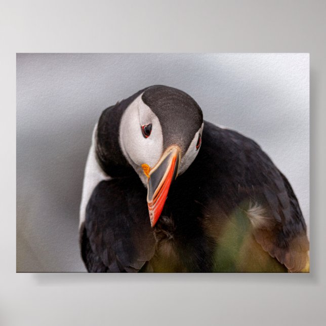 Puffin bird in Iceland Poster (Vorne)