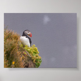 Puffin bird in Iceland Poster