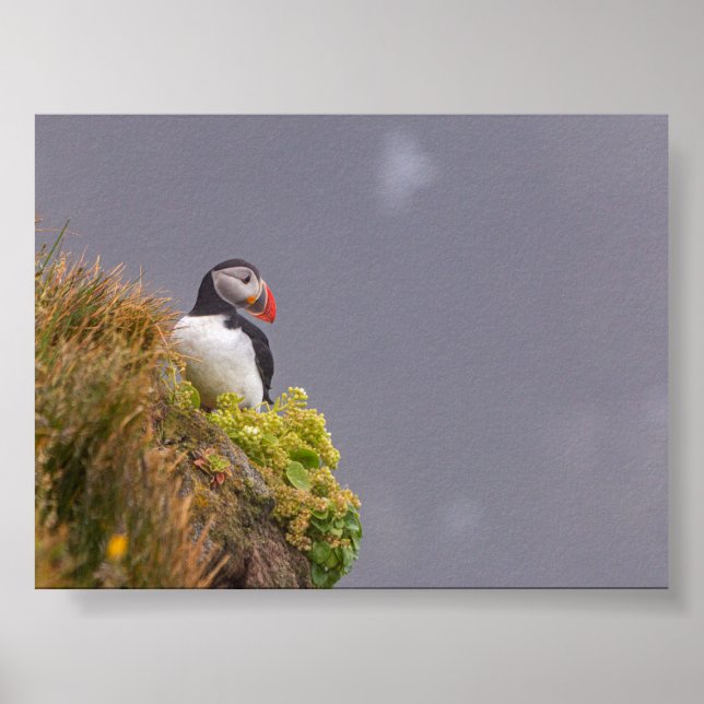 Puffin bird in Iceland Poster (Vorne)