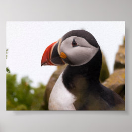 Puffin bird in Iceland Poster