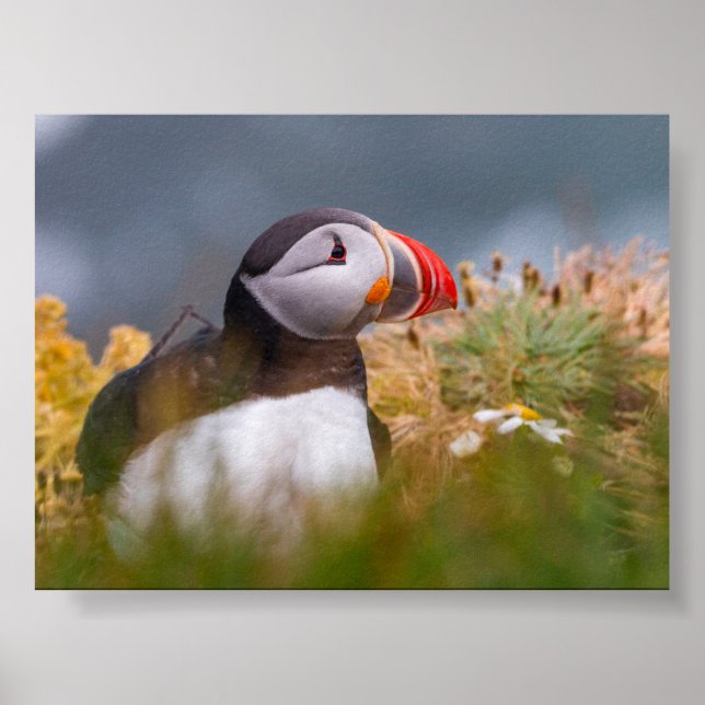 Puffin bird in Iceland Poster (Vorne)