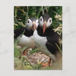 Puffin Couple Postkarte