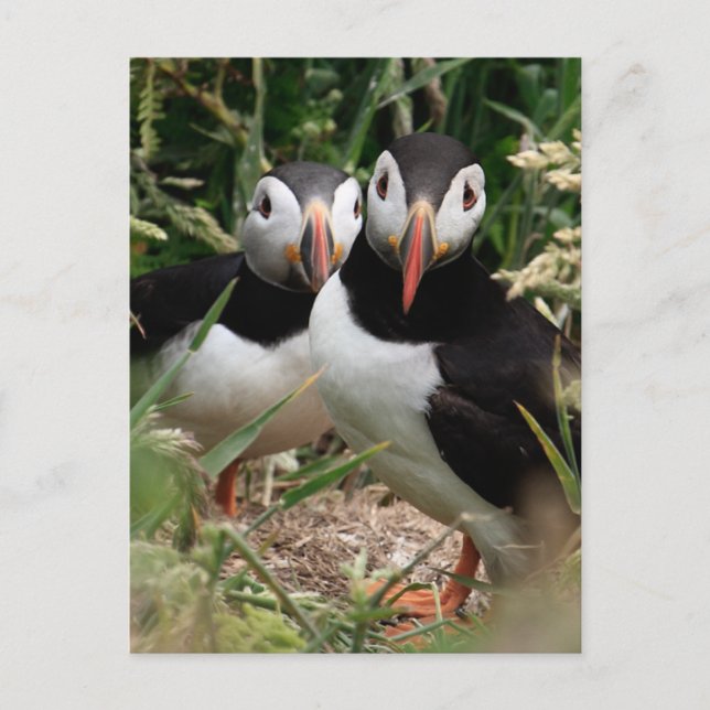 Puffin Couple Postkarte (Vorderseite)