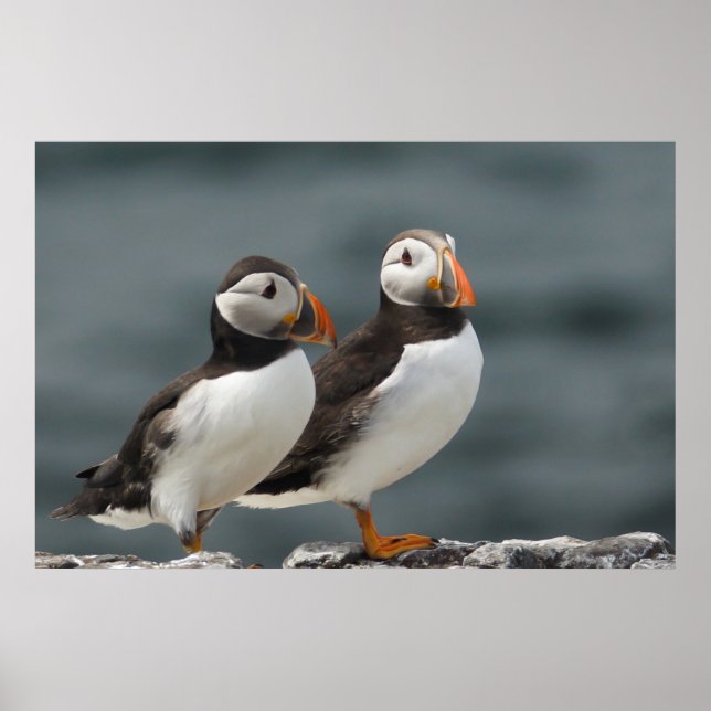 Puffin Duo Poster (Vorne)