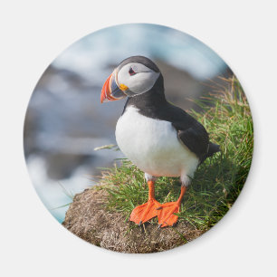 Puffin Fatercula Arctica Magnet