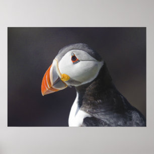 Puffin Fatercula Arctica Poster