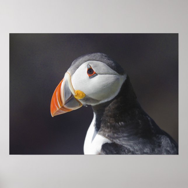Puffin Fatercula Arctica Poster (Vorne)