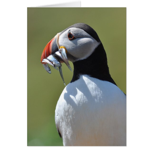 Puffin Fisherman (Vorne)