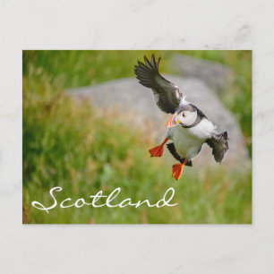 Puffin Fliegen in Schottland Text Postkarte