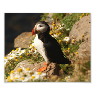 Puffin Fotodruck