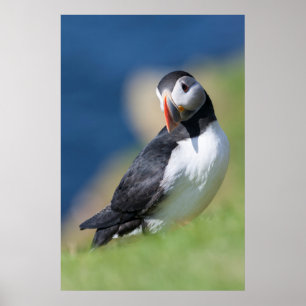 Puffin (Fratercula Arctica) auf der Klippe 2 Poster