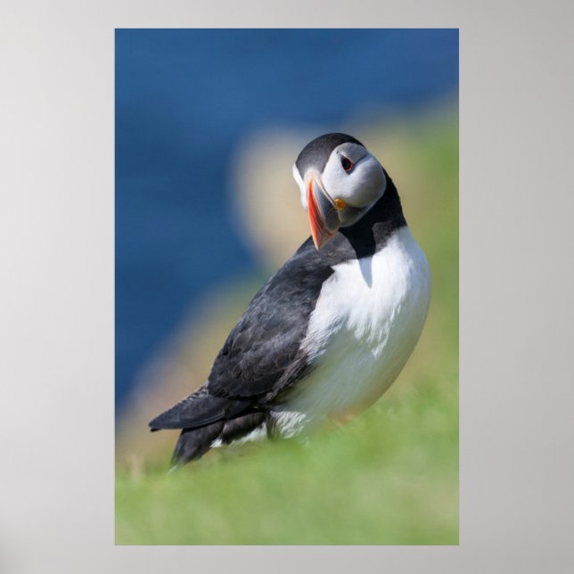 Puffin (Fratercula Arctica) auf der Klippe 2 Poster (Vorne)