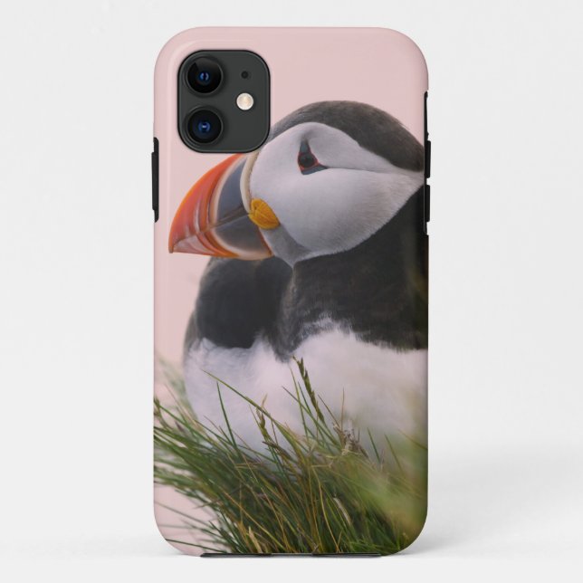 Puffin (Fratercula arctica) Case-Mate iPhone Hülle (Rückseite)
