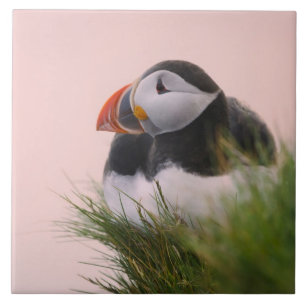 Puffin (Fratercula arctica) Fliese