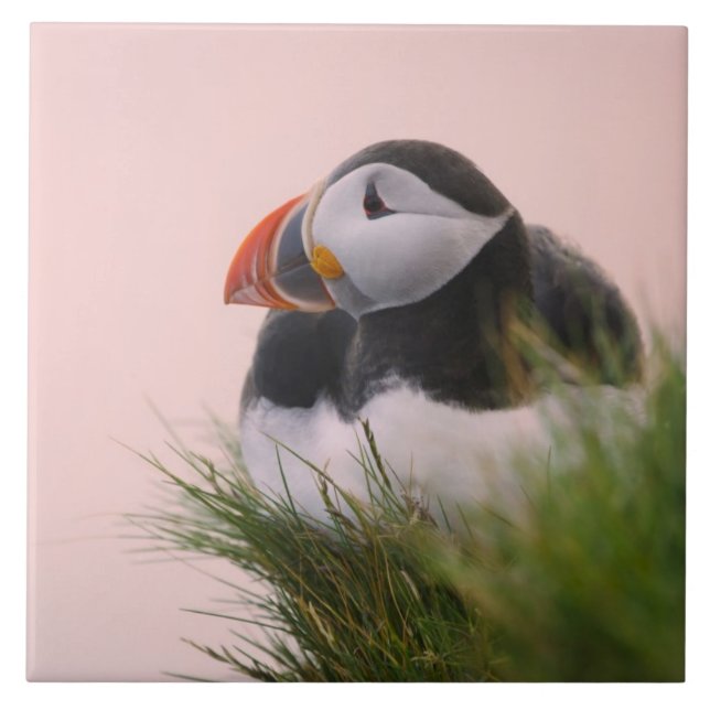 Puffin (Fratercula arctica) Fliese (Vorderseite)