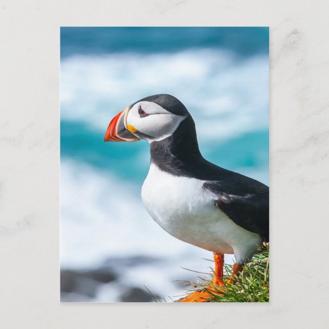 Puffin Fratercula arctica in Látrabjarg, Island. Postkarte (Vorderseite)