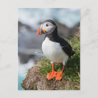 Puffin Fratercula arctica in Látrabjarg Island Postkarte
