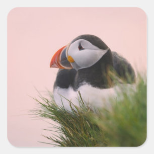 Puffin (Fratercula arctica) Quadratischer Aufkleber