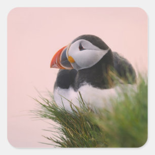Puffin (Fratercula arctica) Quadratischer Aufkleber
