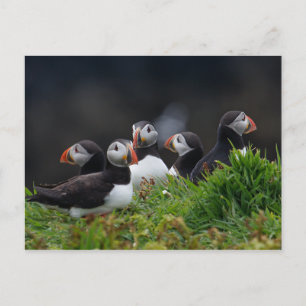 Puffin Gang Postkarte