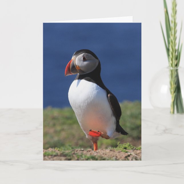 Puffin Greeting Cards Karte (Vorderseite)