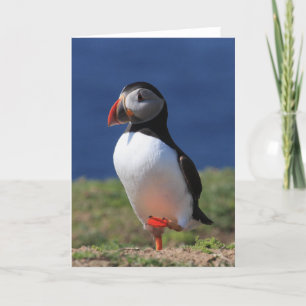 Puffin Greeting Cards Karte