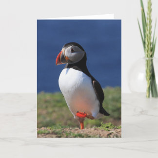 Puffin Greeting Cards Karte