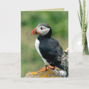 Puffin Greeting Cards Karte