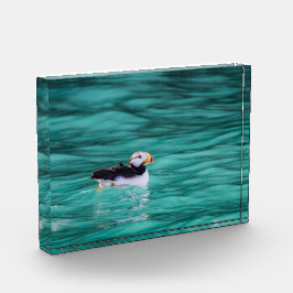 Puffin in der Auferstehungsbucht, Alaska Fotoblock