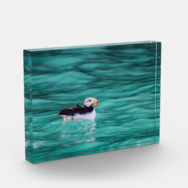 Puffin in der Auferstehungsbucht, Alaska Fotoblock (Links)