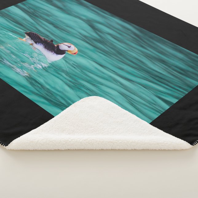 Puffin in der Auferstehungsbucht, Alaska Sherpadecke (3/4)